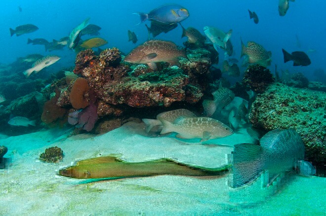 Trawling effects on marine biodiversity