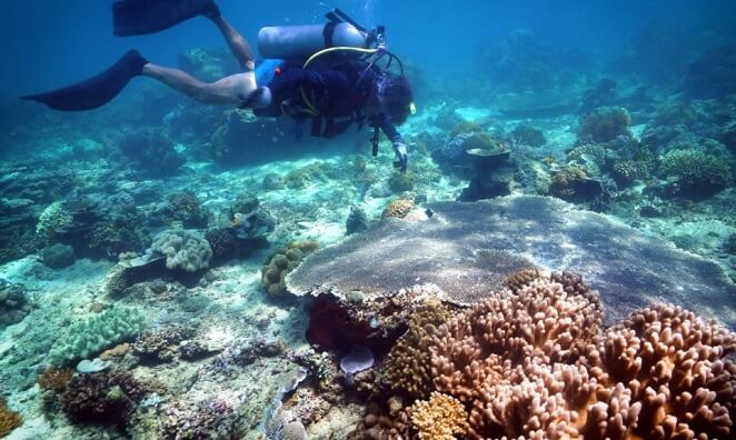 Vital Role of Marine Biodiversity