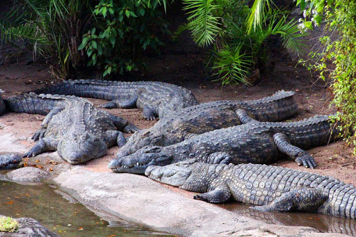 The Difference Between Crocodiles and Alligators