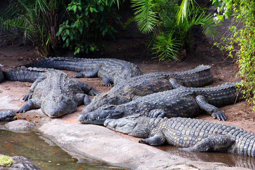The Difference between Crocodiles and Alligators