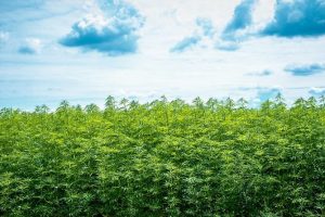 Is CBD Good for the Environment