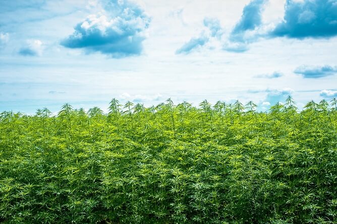 Is CBD Good for the Environment?