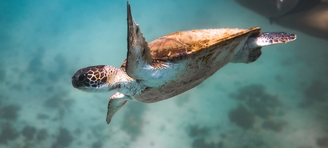How Renewable Energy Shift Negatively Impacts Biodiversity