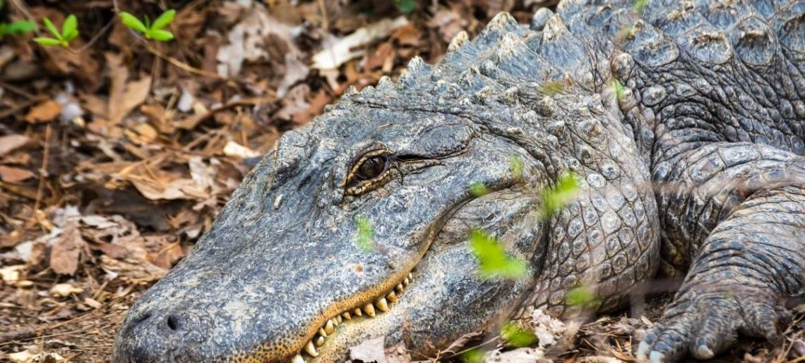 The American Alligator
