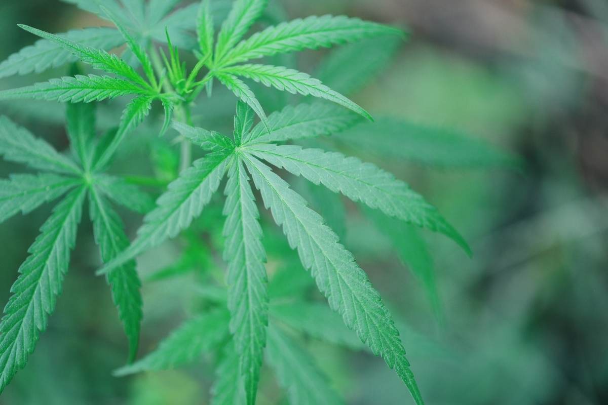 Environmental Benefits of Growing Hemp
