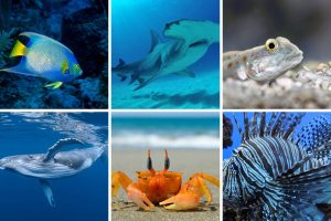 Sea Animals from A to Z