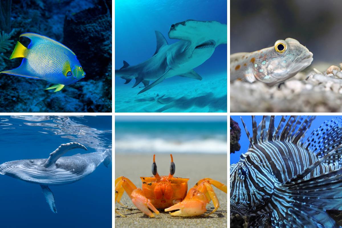 Underwater Images Of Ocean Animals