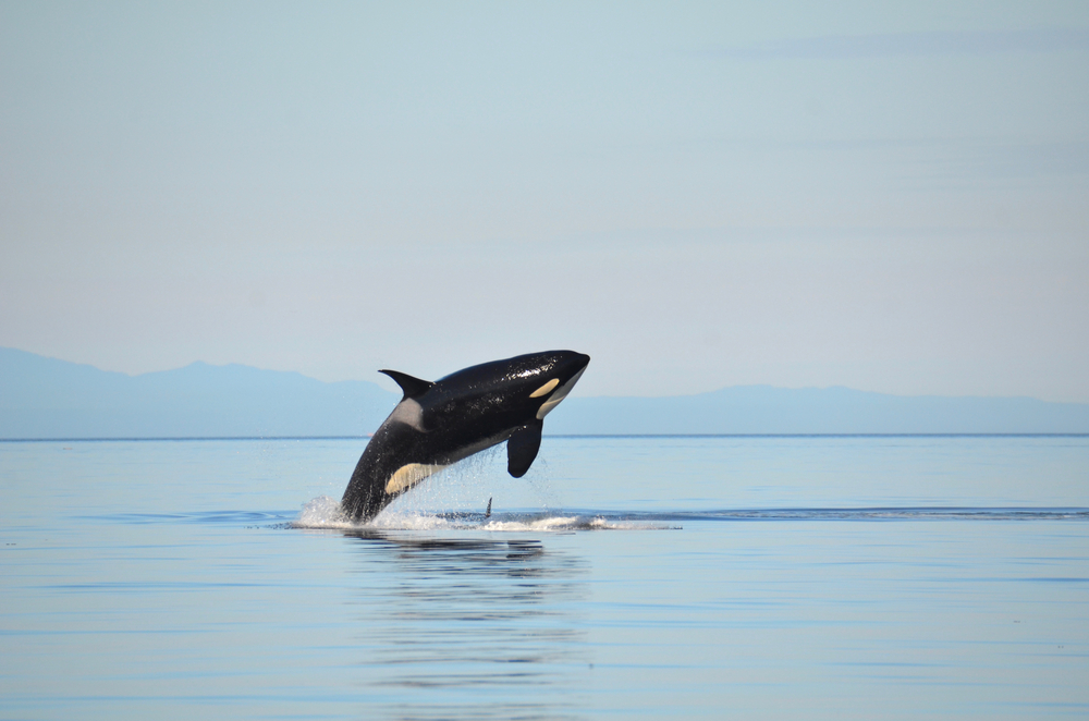 Oceans Protection Program
