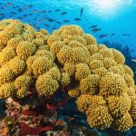 A colorful coral reef showcasing vibrant corals supported by golden-brown zooxanthellae algae. Various marine species swim among the corals, highlighting the reef's biodiversity. A section of bleached coral provides a contrast to the thriving ecosystem.