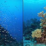 Split image showing the contrast between a healthy, vibrant coral reef with abundant marine life and a barren, overfished reef lacking biodiversity, depicting the impact of overfishing.
