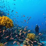 Underwater scene in a marine reserve showcasing vibrant coral reefs and diverse fish species, with a silhouette of a marine ranger in the background hinting at protective measures.
