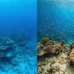 A split image showing the contrast between a vibrant, healthy marine ecosystem on one side and a murky, algal bloom-affected dead zone on the other, illustrating the impact of algal blooms on marine life.