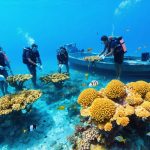 A diverse group of community members, tourists, and conservationists working together to transplant coral fragments onto a reef, illustrating successful community-based marine conservation efforts.