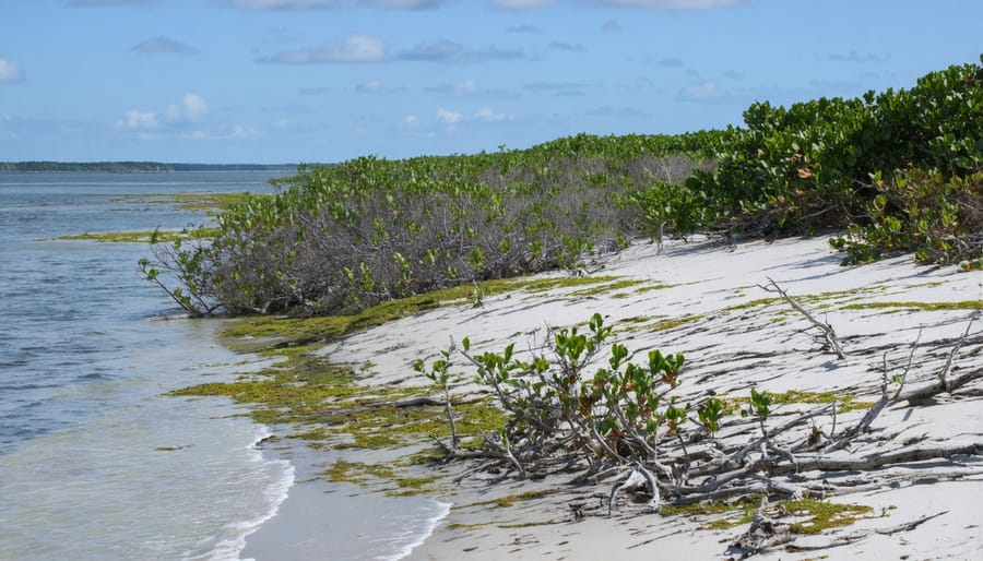 Detailed view of living shoreline ecosystem with native plants and marine life