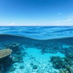 A serene ocean view illustrating marine biodiversity, showcasing the interconnectedness of coral reefs, fish, and seagrass, representing the holistic approach of the Marine Strategy Framework Directive.