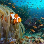 A vivid depiction of a coral reef ecosystem, featuring a clownfish swimming through the tentacles of a sea anemone, showcasing their mutualistic relationship amidst a backdrop of diverse marine life symbolizing genetic exchange and cooperation in ocean survival.