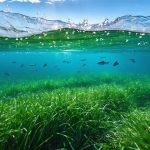 Split-view image of a vibrant seagrass meadow with fish swimming among its blades underwater, while calm coastal waves roll above, depicting the protective and biodiverse nature of seagrass ecosystems.