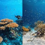 Split image of a lush, colorful coral reef alive with diverse marine life on one side, contrasted with a bleached, lifeless coral reef on the other, symbolizing the effects of climate change on ocean environments.