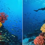 Conceptual image showing the contrast between thriving coral reefs and the impact of tourists, highlighting the unintended harm caused by marine ecotourism.