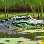 An American alligator partially submerged in an alligator hole, surrounded by wetland vegetation and wildlife, including turtles and wading birds, demonstrating its role in maintaining the wetland ecosystem.