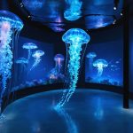 Conceptual art installation showcasing illuminated jellyfish and deep-sea creatures suspended in a darkened space, representing an immersive 3D experience in marine science education.