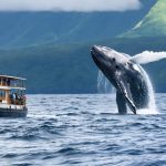 Eco-tourism boat at a safe distance observing a humpback whale breaching the surface of the ocean, showcasing responsible marine wildlife watching practices in Costa Rica.