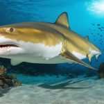 An underwater view of a lemon shark near a coral reef, emphasizing its yellow-brown coloration and sensory adaptations like electroreceptors and a lateral line system.