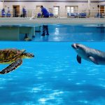 Marine rehabilitation center with specialized pools featuring a sea turtle and a seal engaged in enrichment activities, overseen by a marine biologist.