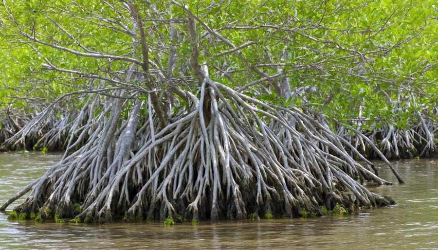 Underwater view of mangrove root system with small fish swimming among roots