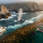 Aerial photograph of a rocky Pacific coastline with broad kelp beds and a distinct slick current line; a research patrol boat and a local fishing skiff sit on opposite sides while a gray whale blows near the line under golden-hour light, with distant headlands fading into fog.