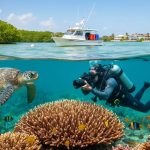 Split-shot at the waterline showing a marine scientist documenting staghorn coral on a Florida reef with a loggerhead sea turtle below, while a small research skiff floats near mangrove-fringed shoreline and low coastal houses in bright tropical light.
