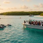 Small electric tour boat with a few passengers quietly watching dolphins near a coral cay at golden hour, with buoy markers indicating a protected zone, turquoise water, mangrove shoreline, and a distant boat maintaining distance.