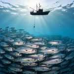 Underwater view of a dense school of silvery mackerel in clear blue water with sunbeams, and the silhouette of a small fishing boat at the surface deploying selective line gear, conveying responsible wild-capture fishing and healthy fish populations.