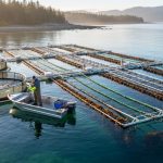 Aerial view of circular fish pens next to kelp lines and mussel rafts in clear coastal water at sunset, with a small workboat and a forested shoreline in the distance.