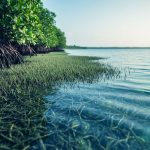 Sunlit coastal habitat with mangrove roots and shallow seagrass waters representing blue carbon ecosystems that store carbon and support marine biodiversity.