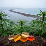 Hemp plants and a few hemp-derived THC gummies on soil in the foreground, with a river flowing toward the ocean in the background.