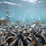 Water-level view of mussels in a shallow seawater habitat with tiny translucent microplastic fragments and fibers drifting in the light.