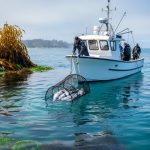 A fishing boat hauling a selective trap net in clear blue water, with a healthy kelp forest visible in the background.