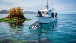 A fishing boat hauling a selective trap net in clear blue water, with a healthy kelp forest visible in the background.