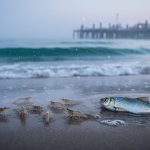 Marine life silhouettes near the coast with drifting water droplets in a cool, misty ocean at dusk, suggesting persistent PFAS contamination through seawater.