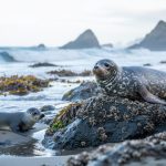 Adult harbor seal with a pup resting on rocky shoreline near foamy ocean surf.