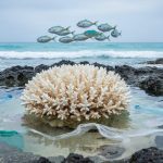 Bleached coral reef near a rocky shoreline with small fish swimming in the background and plastic debris floating in the ocean water under overcast light.