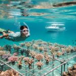 Snorkeler hovering above a coral restoration site with outplanted coral fragments, with an eco-tour boat anchored in the background.
