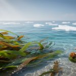 Sunlit kelp forest along a coastal reef area, showing storm-touched but recovering marine life in clear blue water.