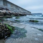 Barnacles and mussels on intertidal rocks beside a concrete seawall and riprap along the shoreline under shallow seawater.