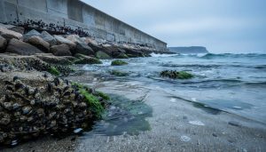 Barnacles and mussels on intertidal rocks beside a concrete seawall and riprap along the shoreline under shallow seawater.