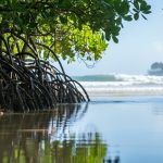 Mangrove trees with dense intertidal roots along the water’s edge, forming a natural barrier with calm reflected tidal water.