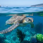 “Sea turtle swimming over a vibrant coral reef beneath a blue ocean surface in soft daylight.”