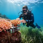 A marine restoration diver underwater near a restored coral patch and seagrass meadow in clear blue water.
