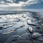 Coastal scene with exposed seabed where the ocean has vanished, stranded marine life visible on cracked salt-stained ground under stormy skies.